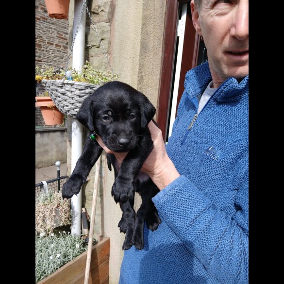 Labrador Retriever - Both