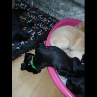 Labrador Retriever - Both