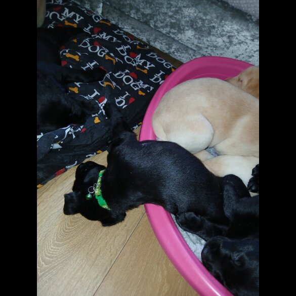 Labrador Retriever - Both