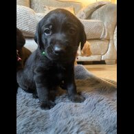 Labrador Retriever - Both