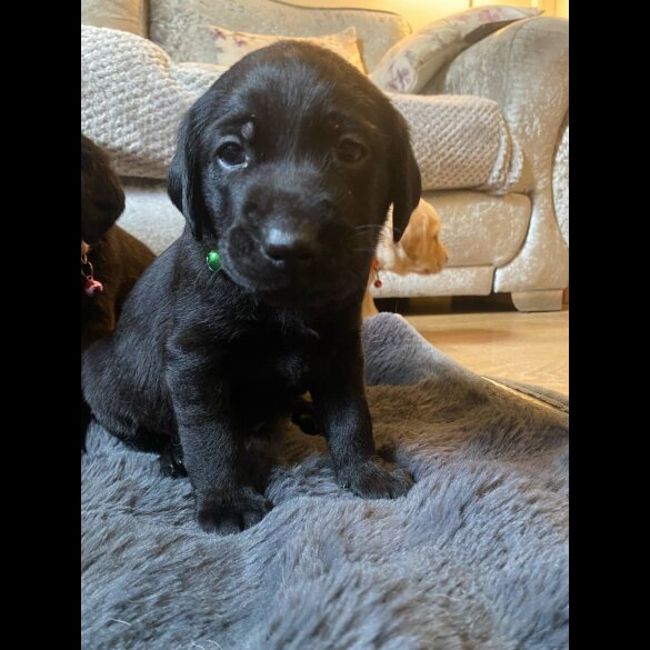 Labrador Retriever - Both