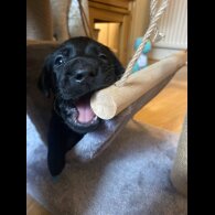 Labrador Retriever - Both