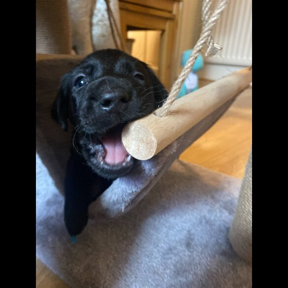 Labrador Retriever - Both