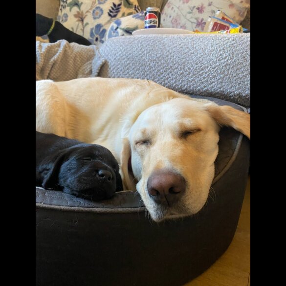 Labrador Retriever - Both