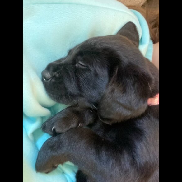 Labrador Retriever - Both