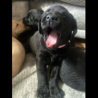 Labrador Retriever - Both