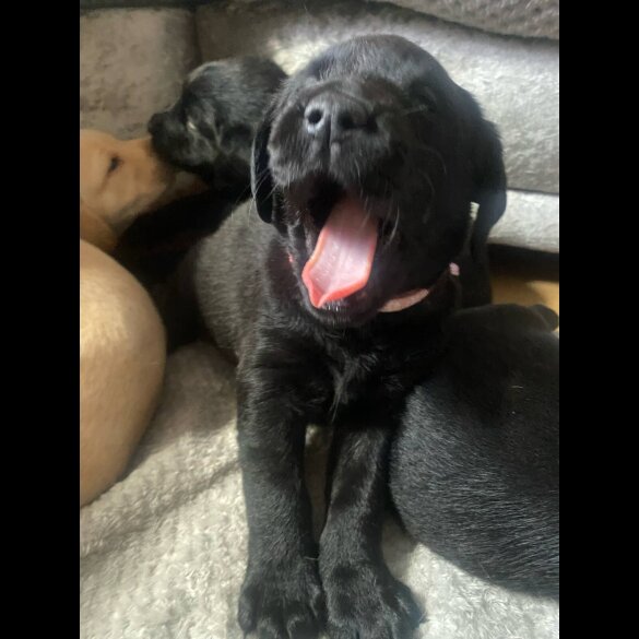 Labrador Retriever - Both