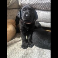 Labrador Retriever - Both