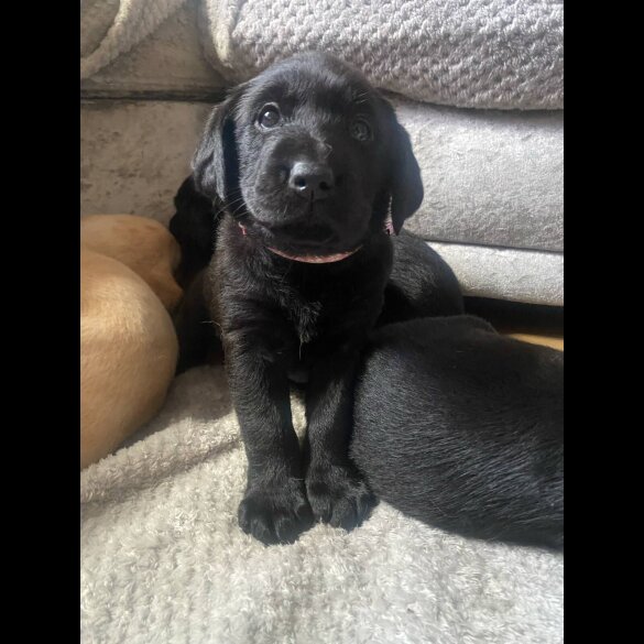 Labrador Retriever - Both