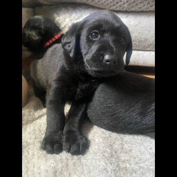 Labrador Retriever - Both