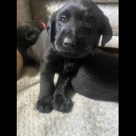 Labrador Retriever - Both