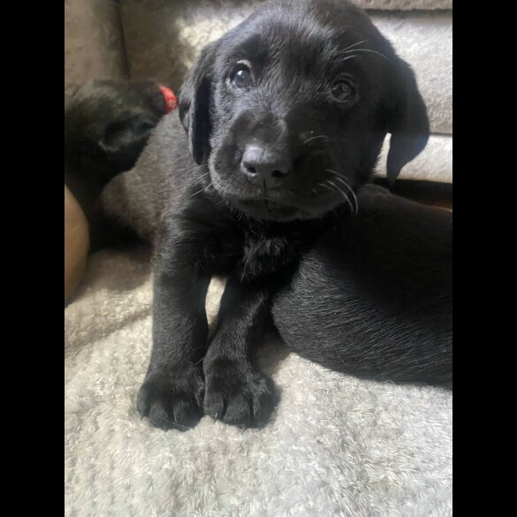 Labrador Retriever - Both