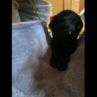 Labrador Retriever - Both