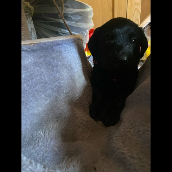 Labrador Retriever - Both