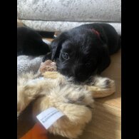 Labrador Retriever - Both