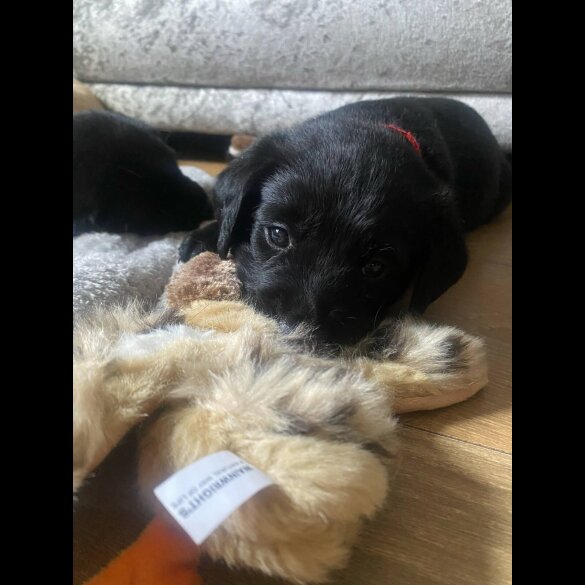 Labrador Retriever - Both