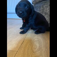 Labrador Retriever - Both