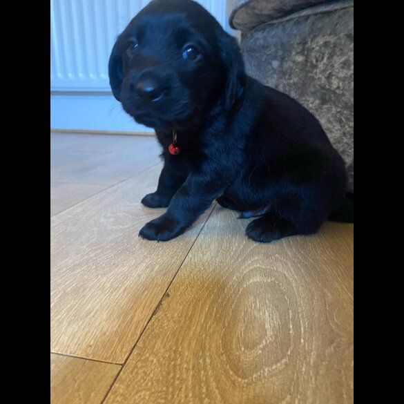 Labrador Retriever - Both