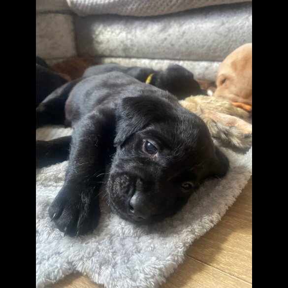 Labrador Retriever - Both