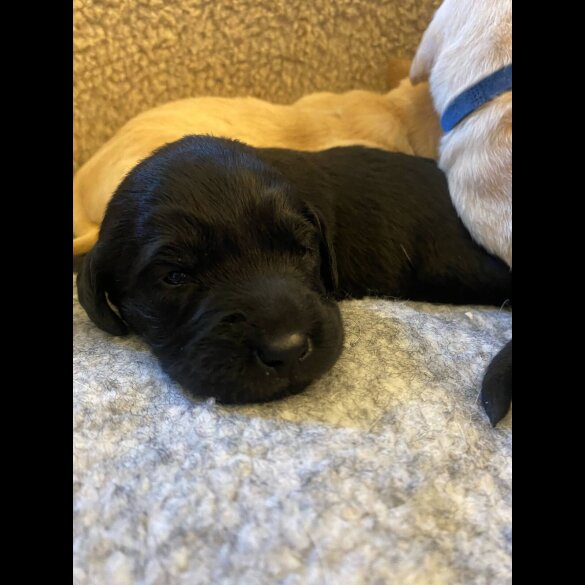 Labrador Retriever - Both
