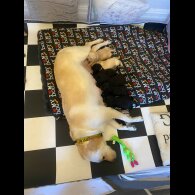 Labrador Retriever - Both