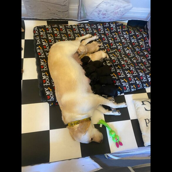 Labrador Retriever - Both