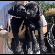 Labrador Retriever - Both