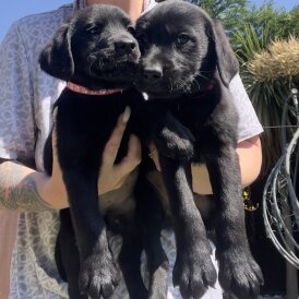 Labrador Retriever - Both