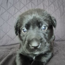 Labrador Retriever - Dogs
