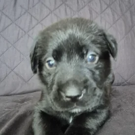 Labrador Retriever - Dogs