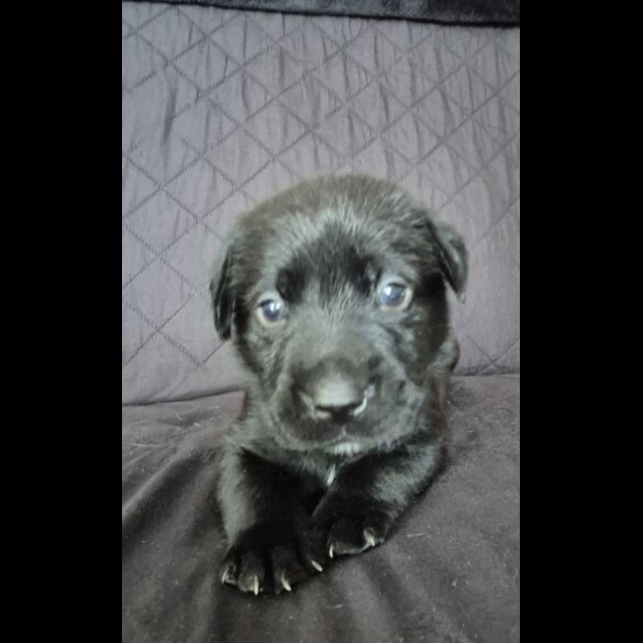 Labrador Retriever - Dogs