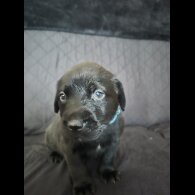 Labrador Retriever - Dogs
