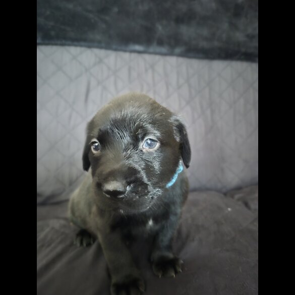 Labrador Retriever - Dogs