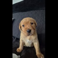Labrador Retriever - Dogs