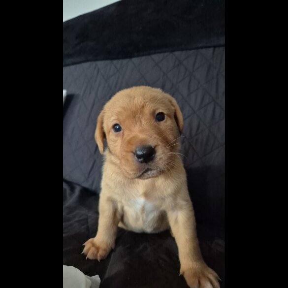 Labrador Retriever - Dogs