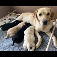 Labrador Retriever - Both