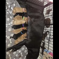 Labrador Retriever - Dogs