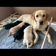 Labrador Retriever - Both
