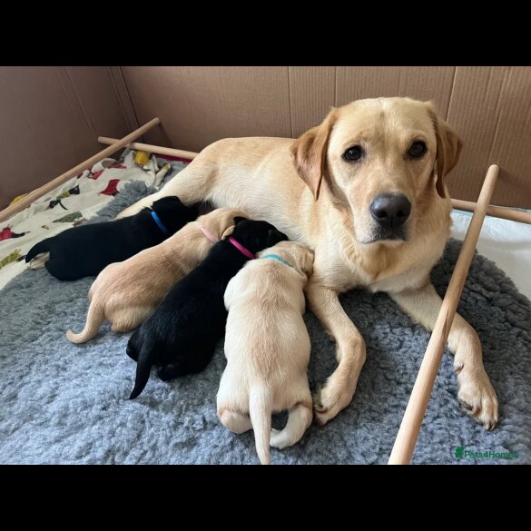 Labrador Retriever - Both