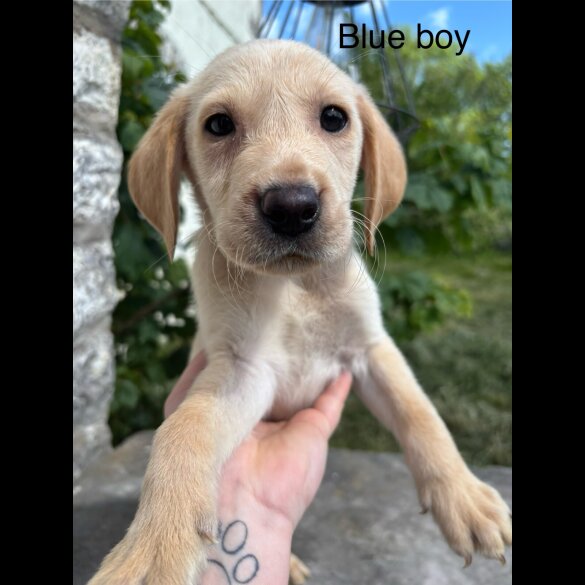 Labrador Retriever - Both