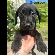 Labrador Retriever - Both