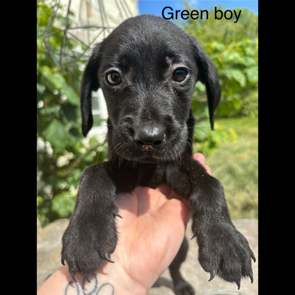 Labrador Retriever - Both