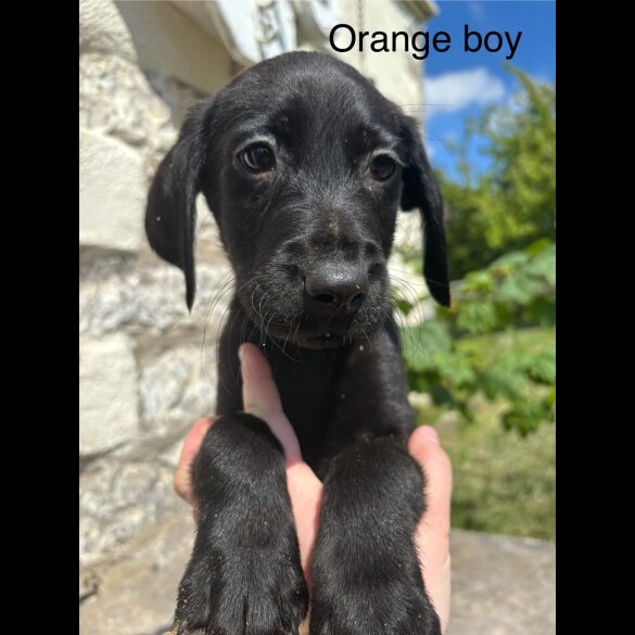Labrador Retriever - Both