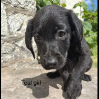 Labrador Retriever - Both