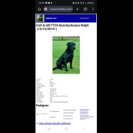 Labrador Retriever - Bitches