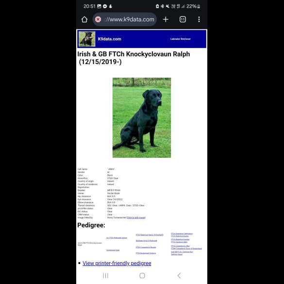 Labrador Retriever - Bitches