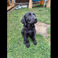 Labrador Retriever - Both