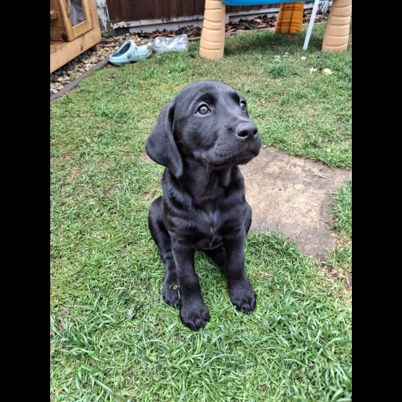 Labrador Retriever - Both