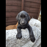 Labrador Retriever - Both