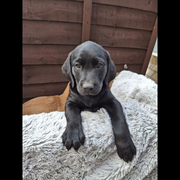 Labrador Retriever - Both